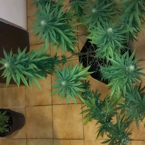 Special kush 1  growlog timeline photo