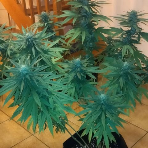 Special kush 1  growlog timeline photo