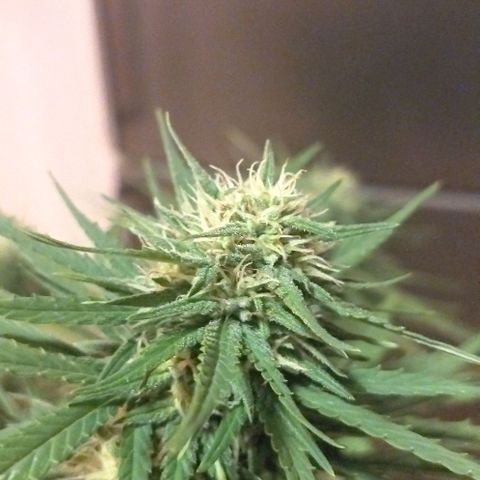 Special kush 1  growlog timeline photo