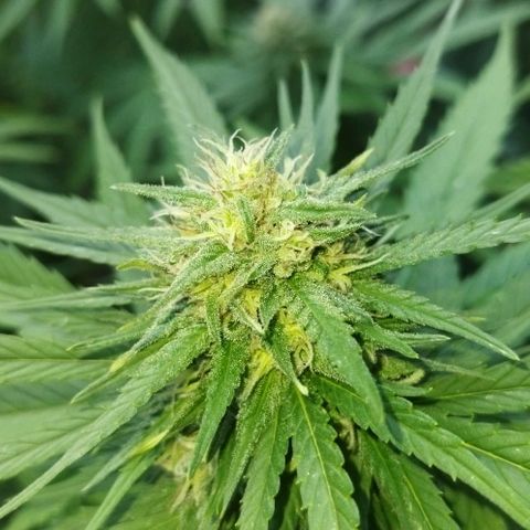 Special kush 1  growlog timeline photo