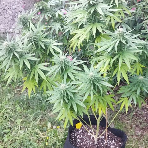 Special kush 1  growlog timeline photo