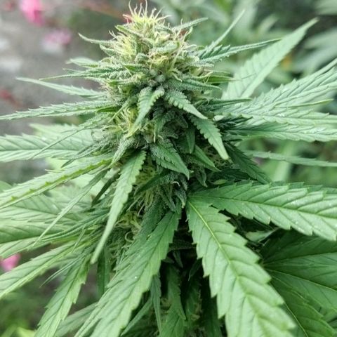 Special kush 1  growlog timeline photo
