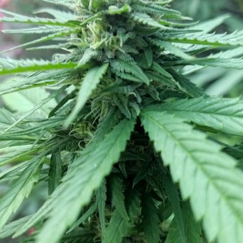 Special kush 1  growlog timeline photo