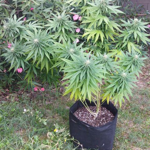 Special kush 1  growlog timeline photo