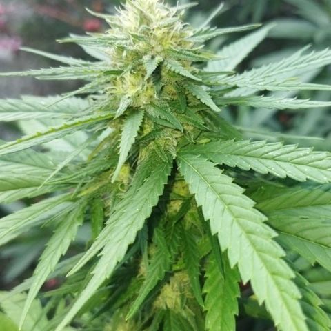 Special kush 1  growlog timeline photo