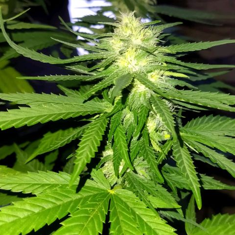 Special kush 1  growlog timeline photo