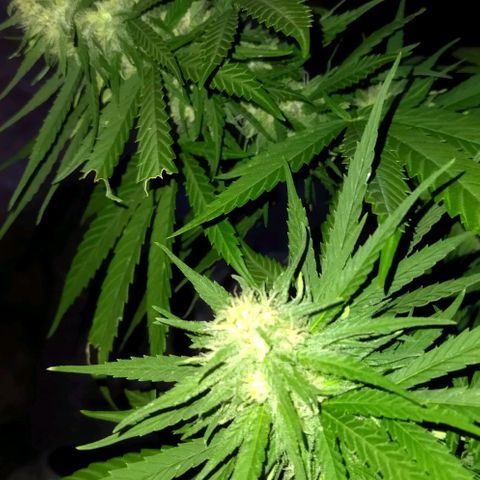 Special kush 1  growlog timeline photo