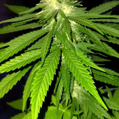 Special kush 1  growlog timeline photo