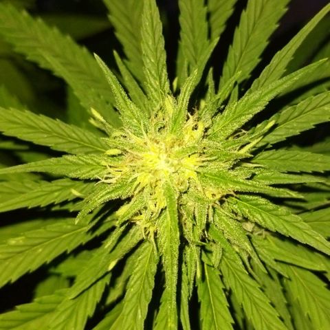 Special kush 1  growlog timeline photo