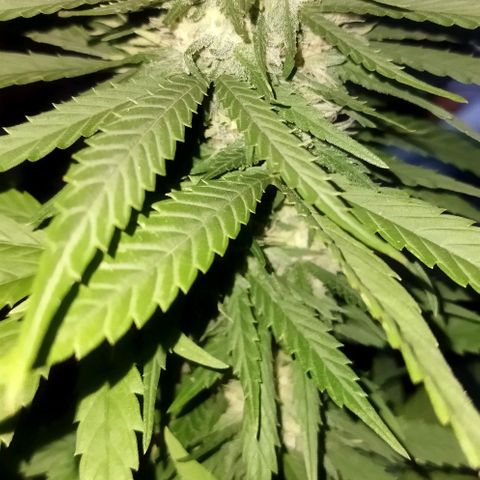 Special kush 1  growlog timeline photo