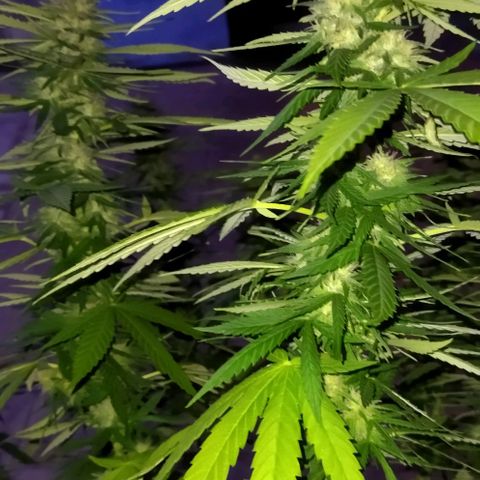 Special kush 1  growlog timeline photo