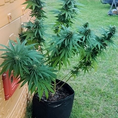 Special kush 1  growlog timeline photo