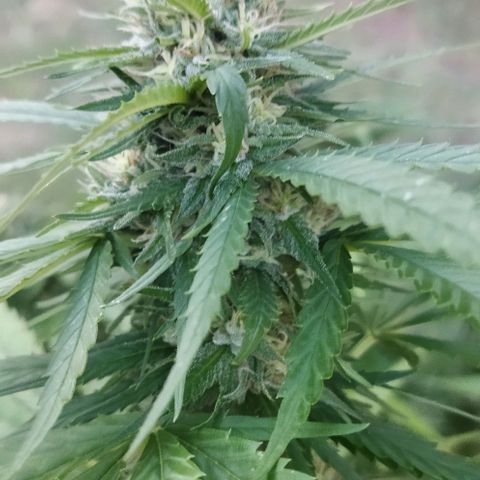 Special kush 1  growlog timeline photo