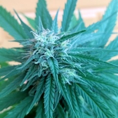 Special kush 1  growlog timeline photo