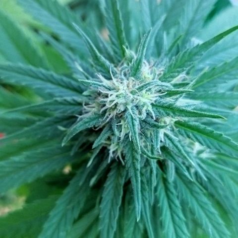 Special kush 1  growlog timeline photo