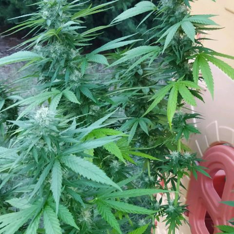 Special kush 1  growlog timeline photo