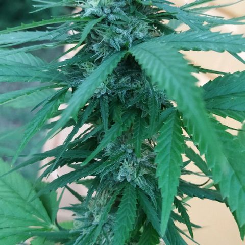 Special kush 1  growlog timeline photo