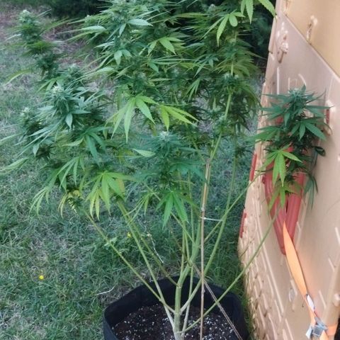 Special kush 1  growlog timeline photo