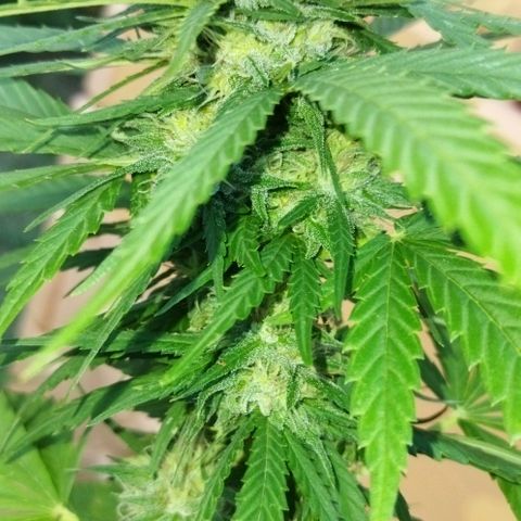 Special kush 1  growlog timeline photo