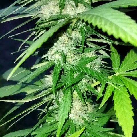 Special kush 1  growlog timeline photo