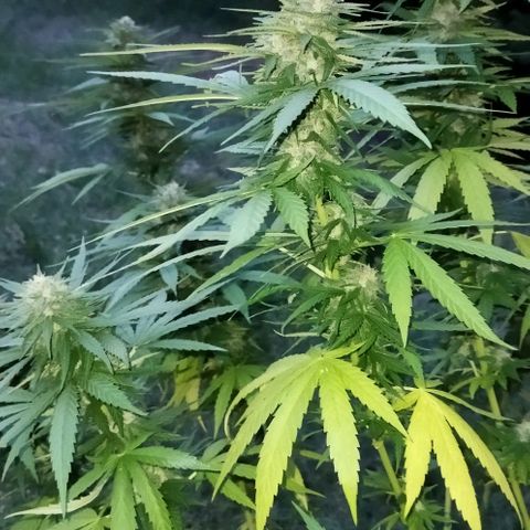 Special kush 1  growlog timeline photo