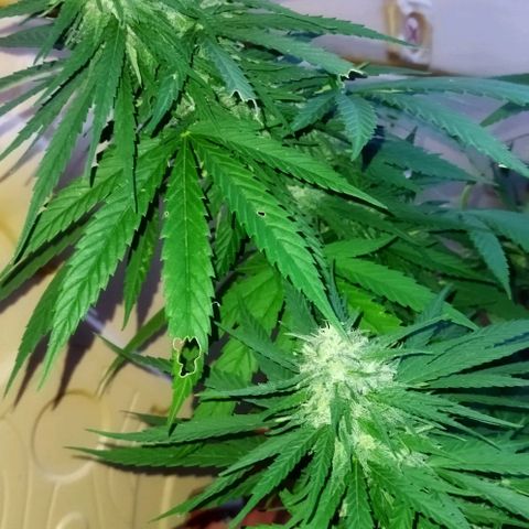 Special kush 1  growlog timeline photo
