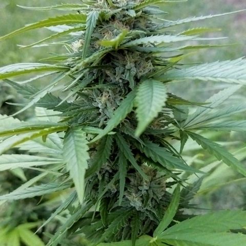 Special kush 1  growlog timeline photo