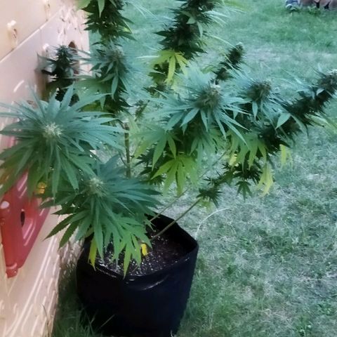 Special kush 1  growlog timeline photo