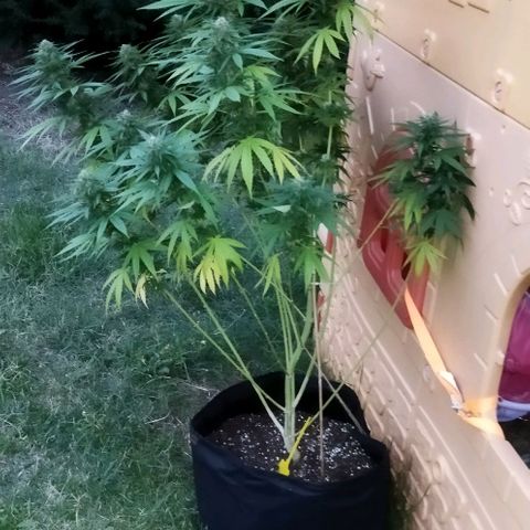 Special kush 1  growlog timeline photo