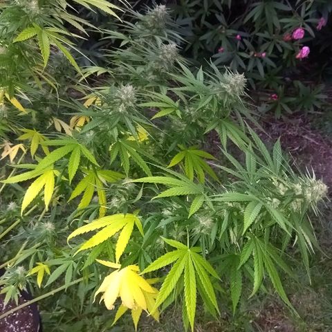 Special kush 1  growlog timeline photo