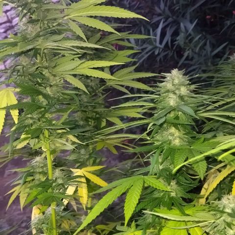 Special kush 1  growlog timeline photo