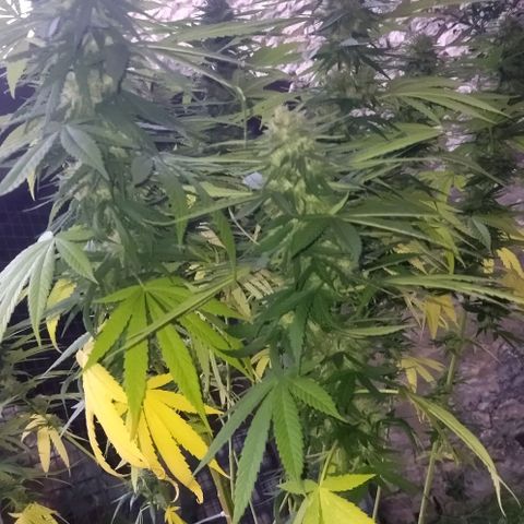Special kush 1  growlog timeline photo