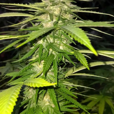 Special kush 1  growlog timeline photo