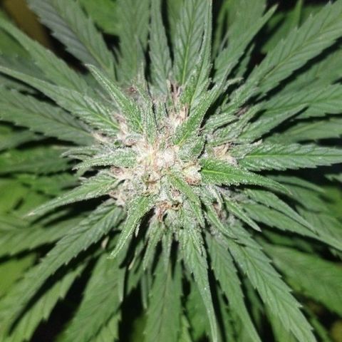Special kush 1  growlog timeline photo