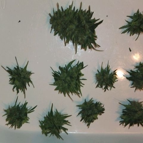 Special kush 1  growlog timeline photo