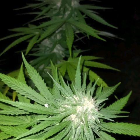Special kush 1  growlog timeline photo