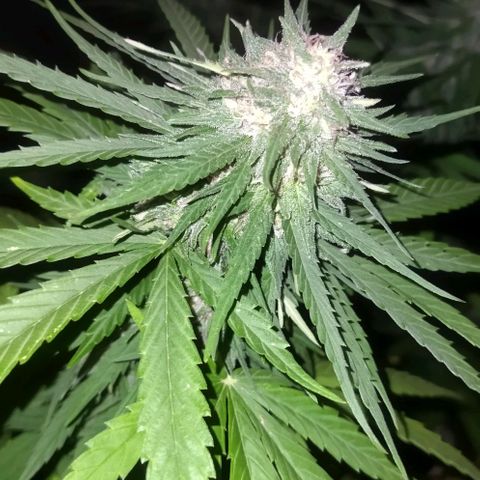 Special kush 1  growlog timeline photo