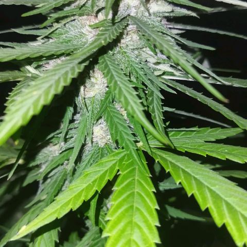 Special kush 1  growlog timeline photo