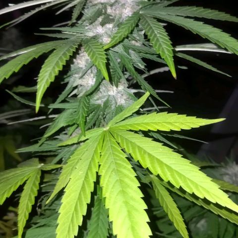 Special kush 1  growlog timeline photo