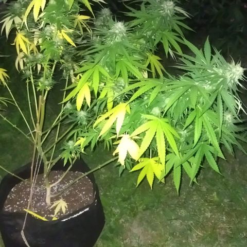 Special kush 1  growlog timeline photo