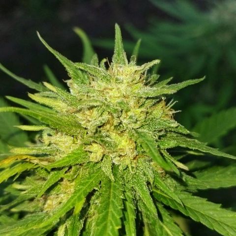 Special kush 1  growlog timeline photo