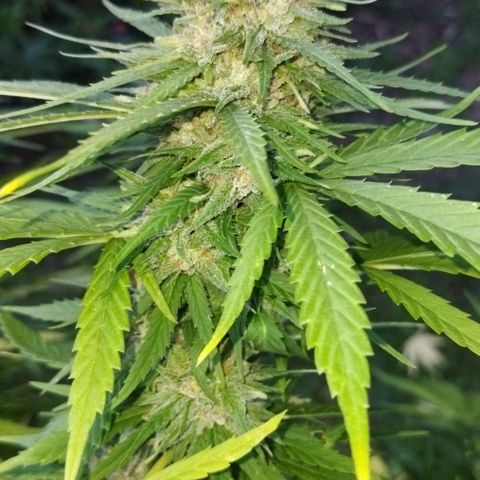 Special kush 1  growlog timeline photo
