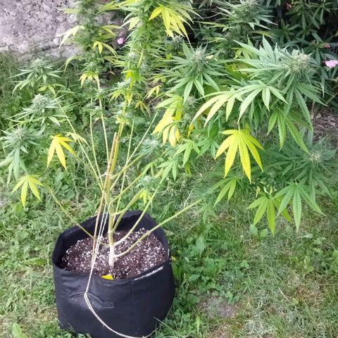 Special kush 1  growlog timeline photo