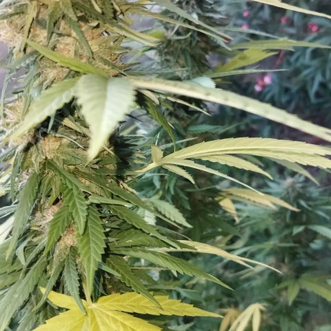 Special kush 1  growlog timeline photo