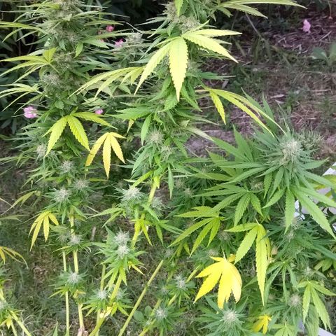 Special kush 1  growlog timeline photo