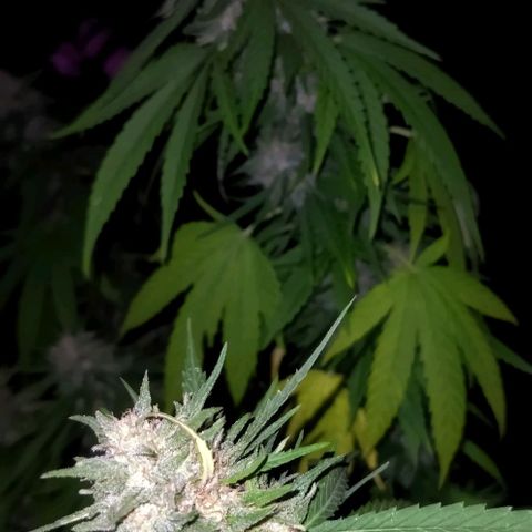 Special kush 1  growlog timeline photo
