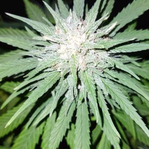 Special kush 1  growlog timeline photo
