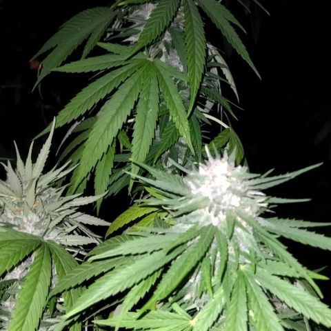 Special kush 1  growlog timeline photo
