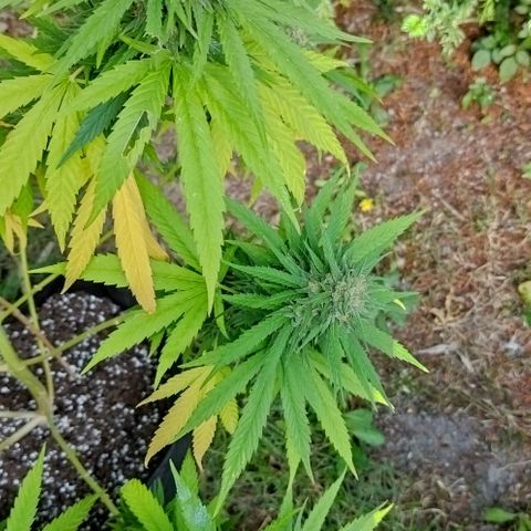 Special kush 1  growlog timeline photo