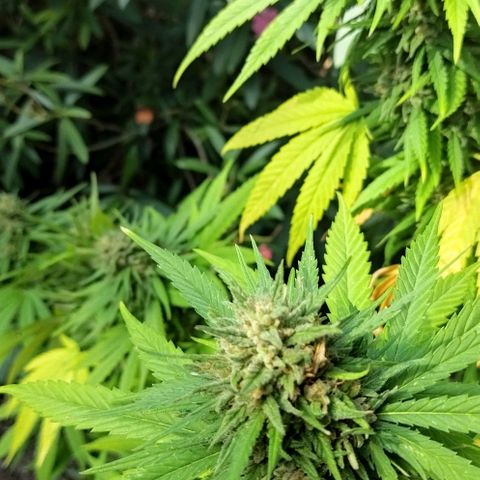Special kush 1  growlog timeline photo